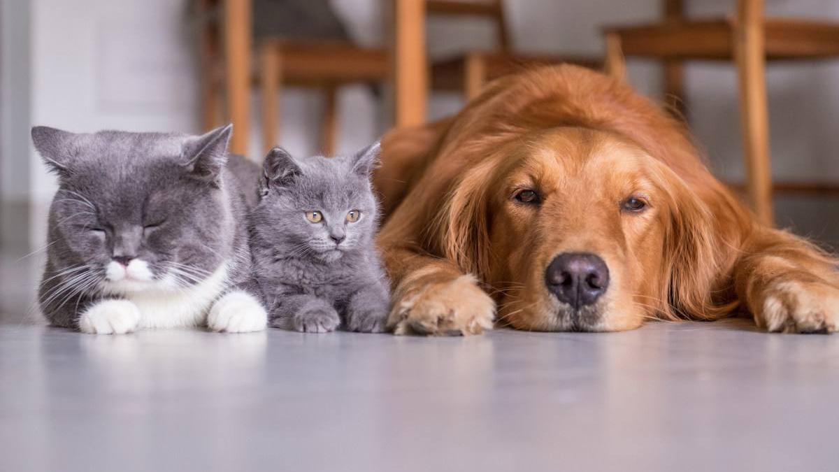 猫狗双全的铲屎官,没有这五款装备怎么行