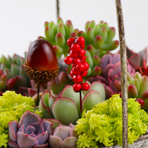 Succulent plant decoration accessories potted plug-in creative micro landscape bonsai decoration Berry hazelnut