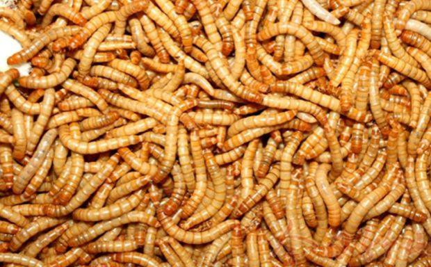 黄粉虫活体 鲜活虫面包虫 活虫龙鱼龟粮 鹦鹉鱼鸟饲料鱼饲料