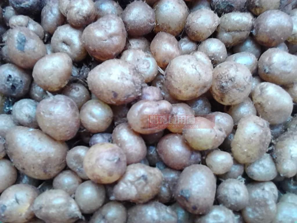 中药材肾蕨 石黄皮圆羊齿 蜈蚣草 天鹅抱蛋 凤凰蛋新鲜500g