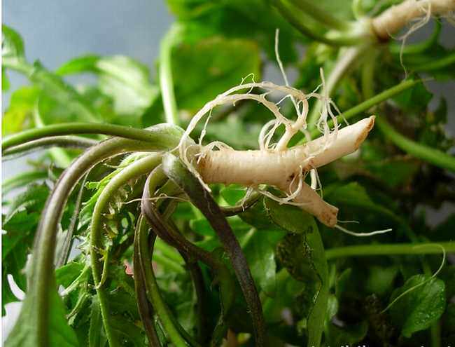 加油烧至七成热,加入素鲜汤,豆腐丁,香菇丁,胡萝卜,笋丁,面筋,荠菜末