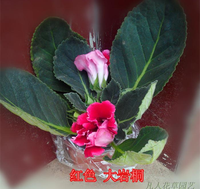 到货 花仙子 美艳大岩桐 花期4-11月小型盆栽花卉植物