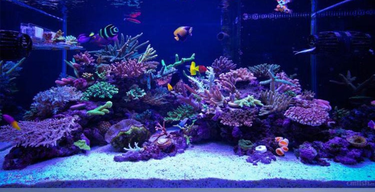 法国prodibio科迪大师珊瑚盐海水鱼缸水族sps lps大师级珊瑚盐