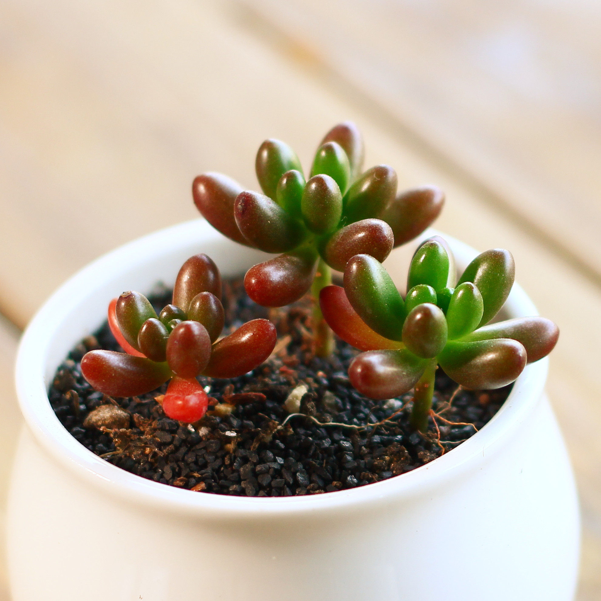 苏北花卉多肉植物虹之玉盆栽办公花卉绿植防辐射肉肉植物基地直供