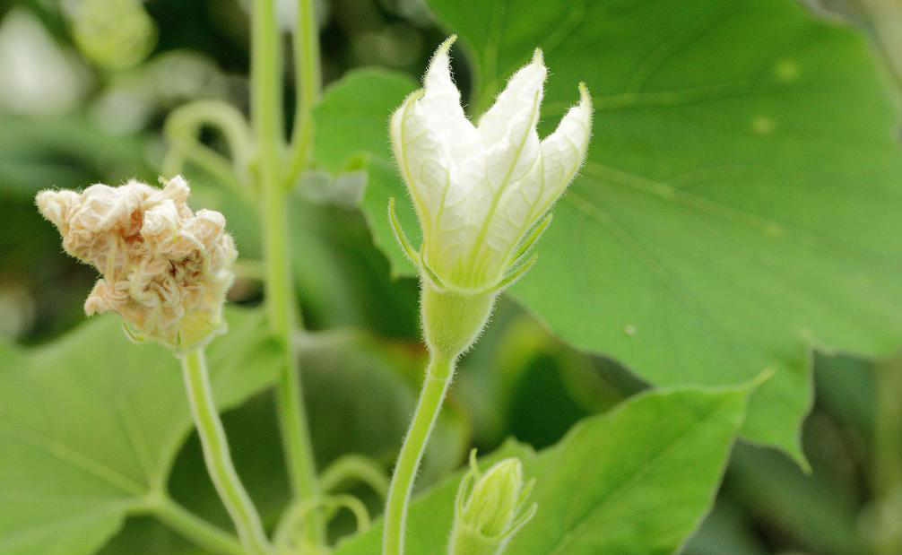 奇趣社|爷爷是如何种出"葫芦兄弟"的?