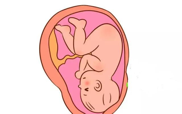 没有肌肉附着,当胎儿肩娩出受阻,s形锁骨凹陷正好卡在妈妈的耻骨弓下