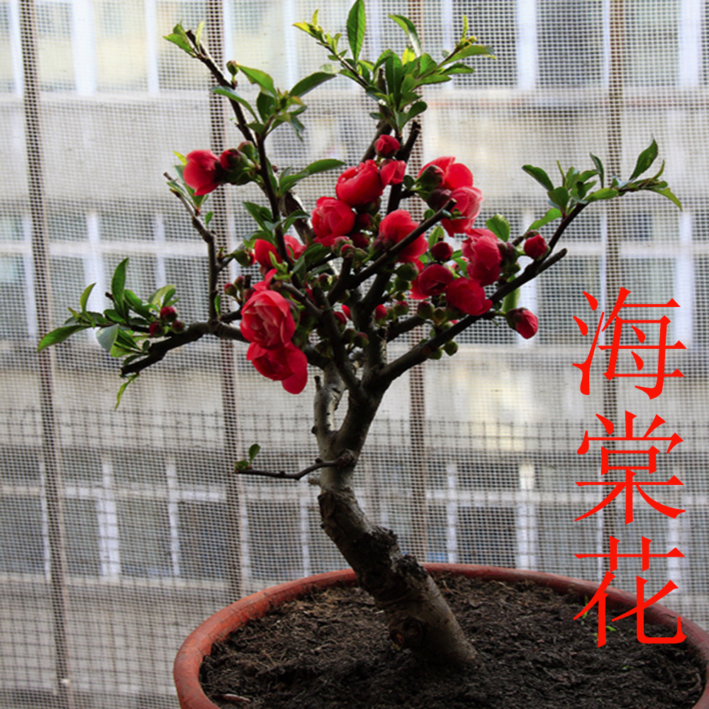 海棠花盆栽梅花盆景红梅绿梅玉蝶白梅朱砂梅原生长寿冠海棠花迎春