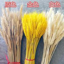 Wheat ears dried flowers natural simulation flowers express delivery flowers gold barley opening barley flower decoration shooting props flowers