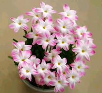 Wind and rain blue balcony courtyard for many years bulbous flower potted fat Lili 3 ball suit Four Seasons blossom Jiangsu Zhejiang and Shanghai