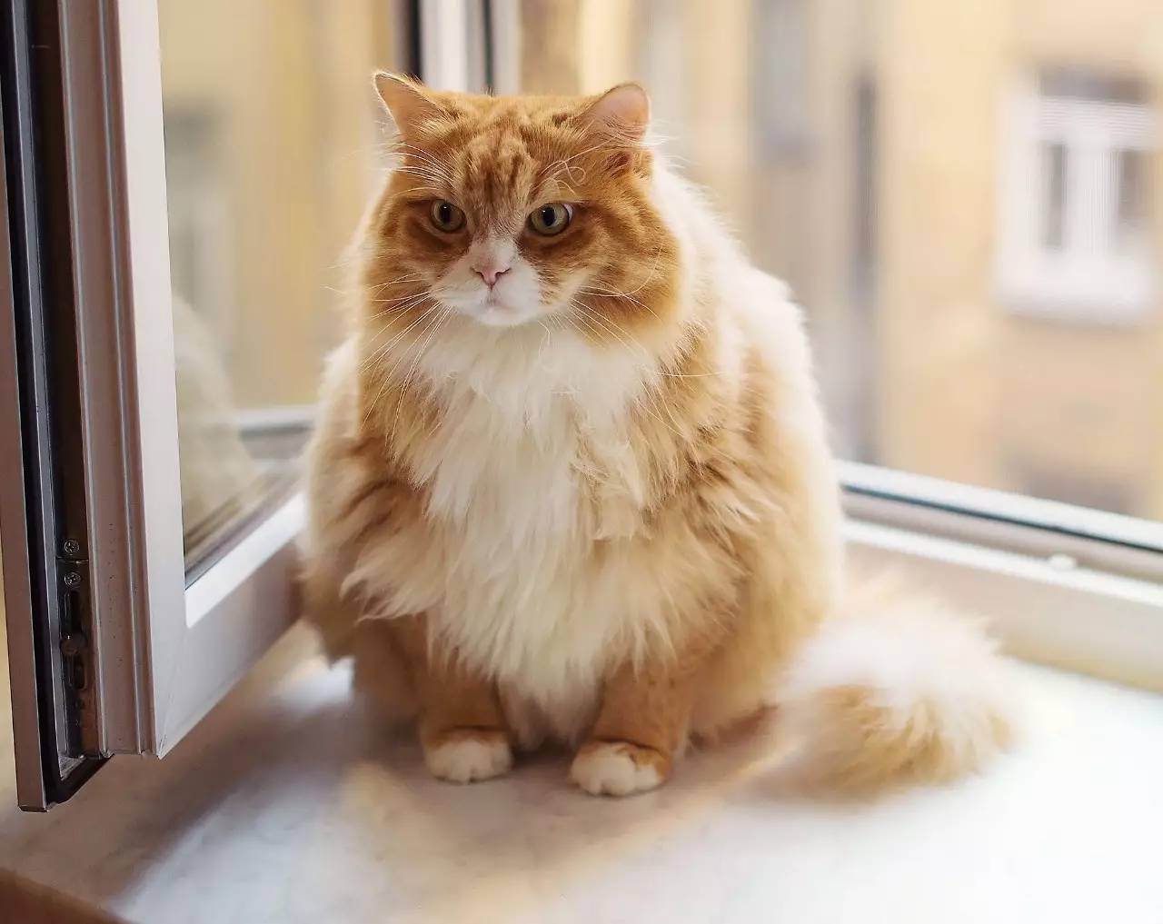 当你拥有这些东西,养猫会变得更方便哦!1