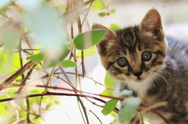 猫咪皮肤问题不能忽视，这些症状了解一下22