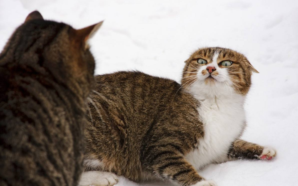 猫生病有哪些表现?别让你的忽视成为遗憾26