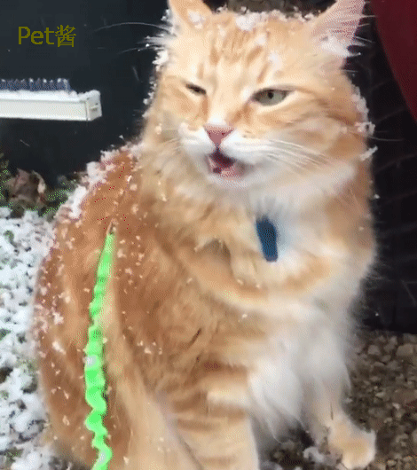 第一次见到雪的橘猫先尝味,哇!太好吃了