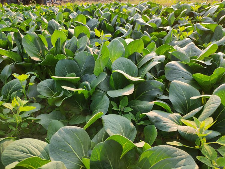 农家自种新鲜蔬菜 苏州青 露天霜冻有机大青菜 微微甜 5斤装包邮
