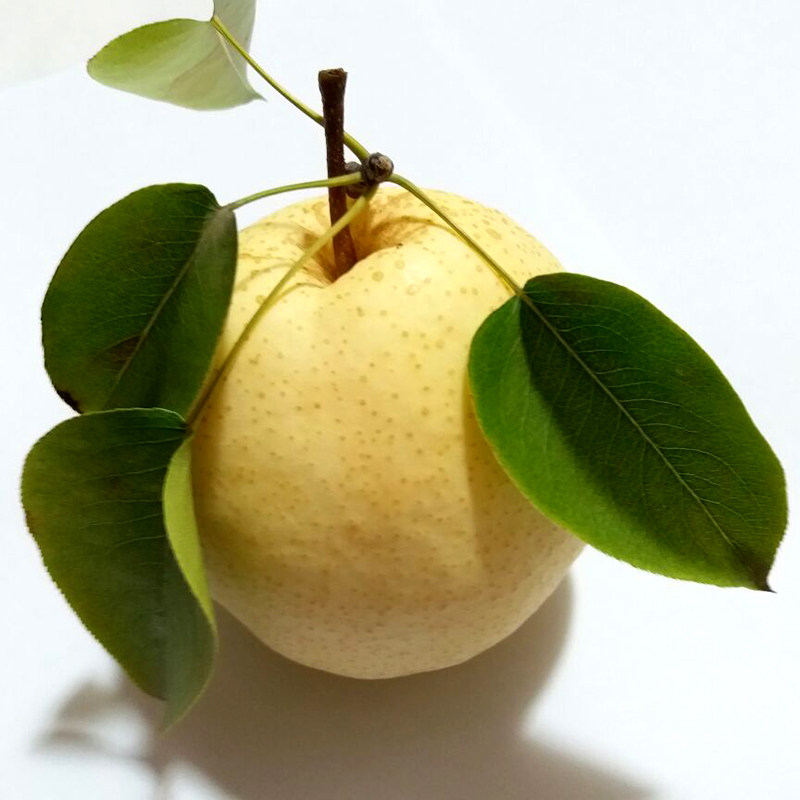 【首件减20】正宗陕西蒲城黄皮梨现摘7斤装中果新鲜水果酥梨包邮