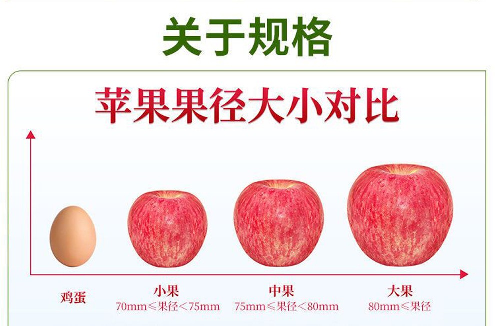 正宗洛川陕西红富士苹果