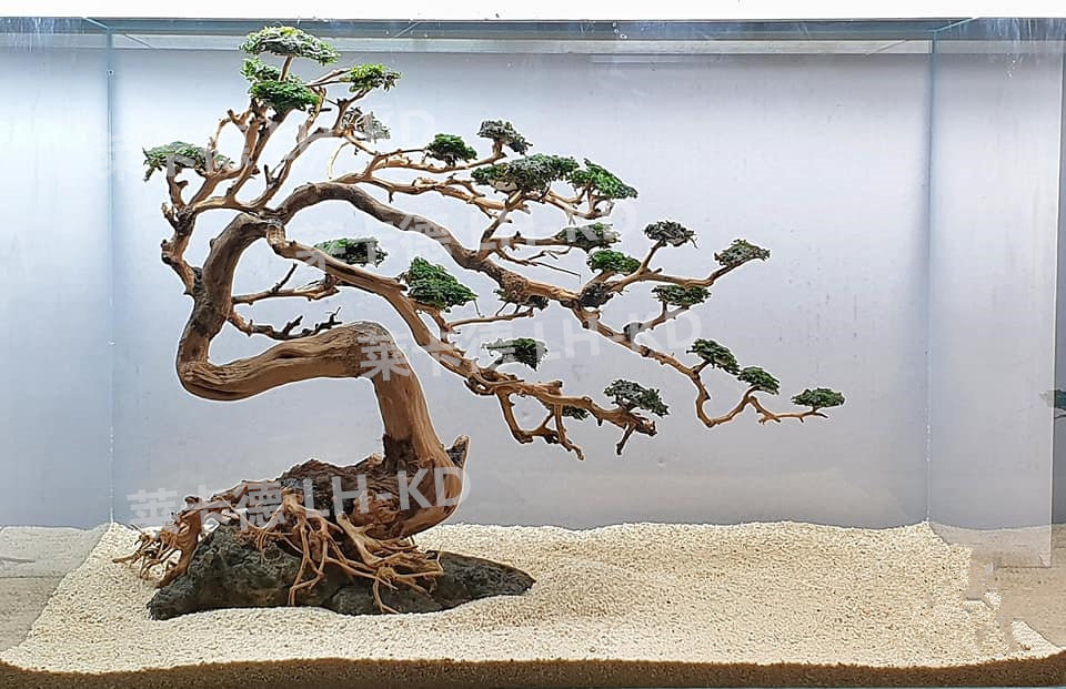 鱼缸装饰造景水族箱套餐沉木杜鹃根莫斯树造景树巴西沉木泰国沉木