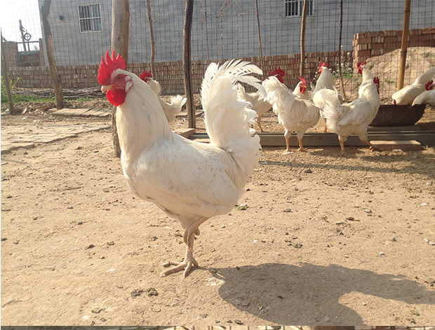 三白公鸡纯白无杂毛大白公鸡活体土鸡公鸡农家散养活鸡包邮