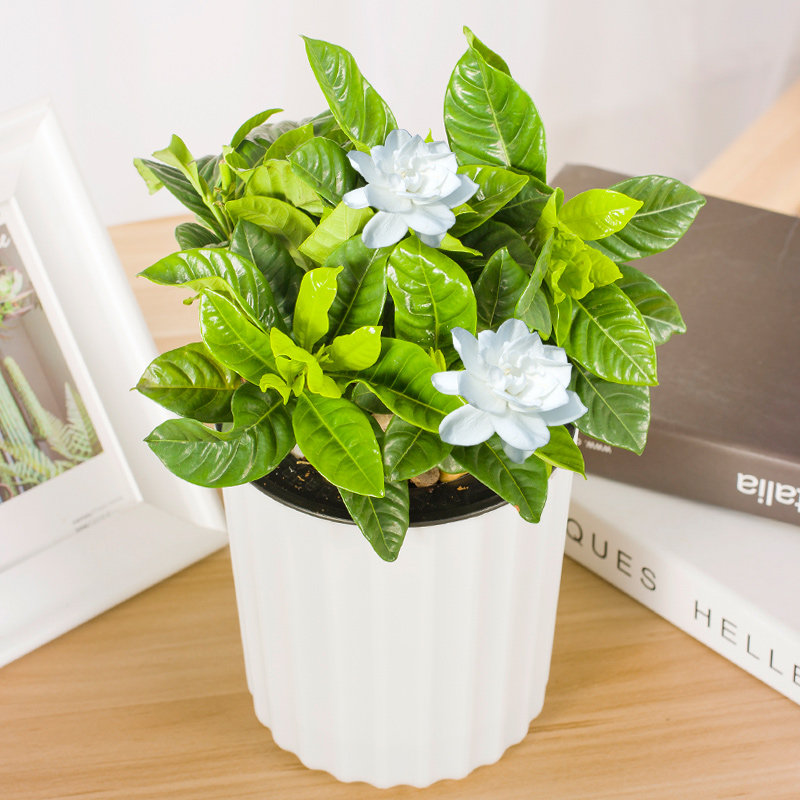 栀子花盆栽室内植物四季开花花卉办公室阳台水培绿植盆景带盆栽好_7折