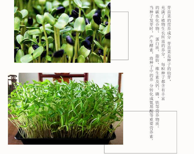 有机芽苗菜种子超值套餐水培种子无土栽培豆芽菜种子