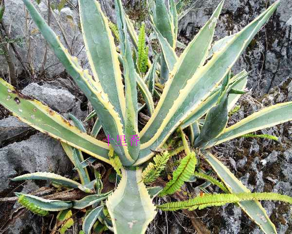 野生金边芦荟 金边龙舌兰·金边莲,金边假菠萝 多肉植物绿植盆栽