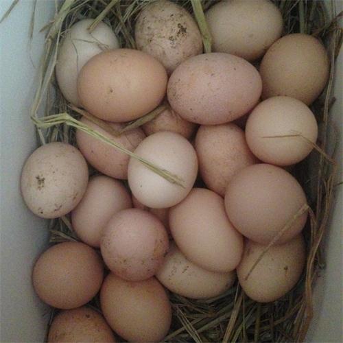 苏北草鸡蛋农家散养正宗土鸡蛋农家自养新鲜草鸡蛋柴鸡蛋一份30只