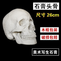 Fine art teaching plaster 26cm skulls small stone paste like skull skull plaster model sketching the stilllife