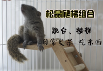 (Climbing combination) Squirrel toy plank slide springboard staircase combination two-piece set of small pet supplies