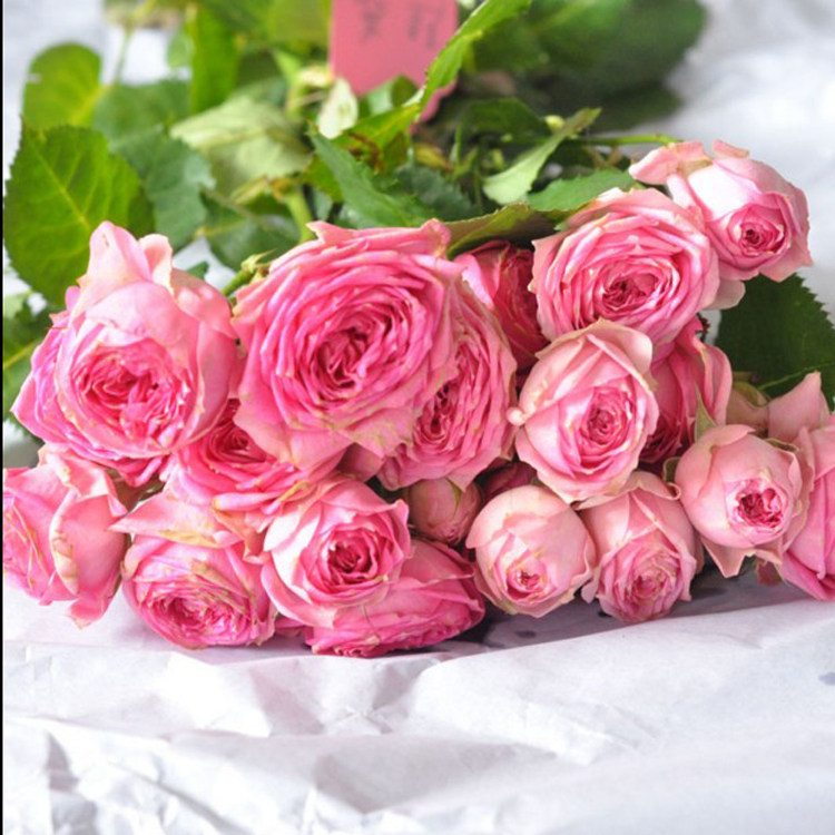 新品进口月季★超感月季花苗 切花丰花多头漂亮 四季开花阳台盆栽_7折