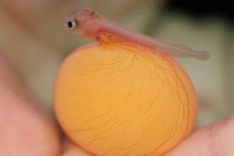 龙生九子各不同,龙鱼一次能产多少仔?