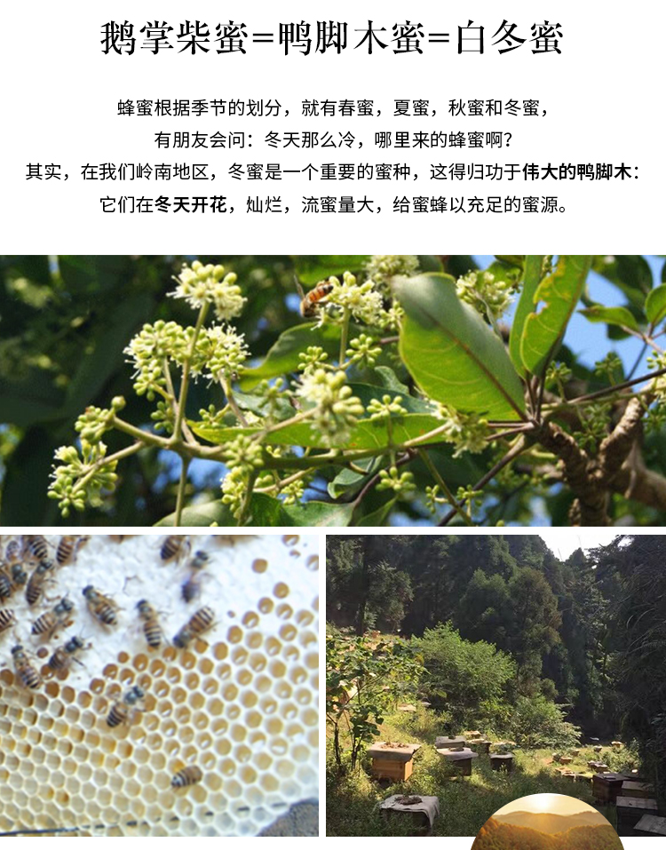 天猫【谭氏】鸭脚木白冬结晶蜜450g