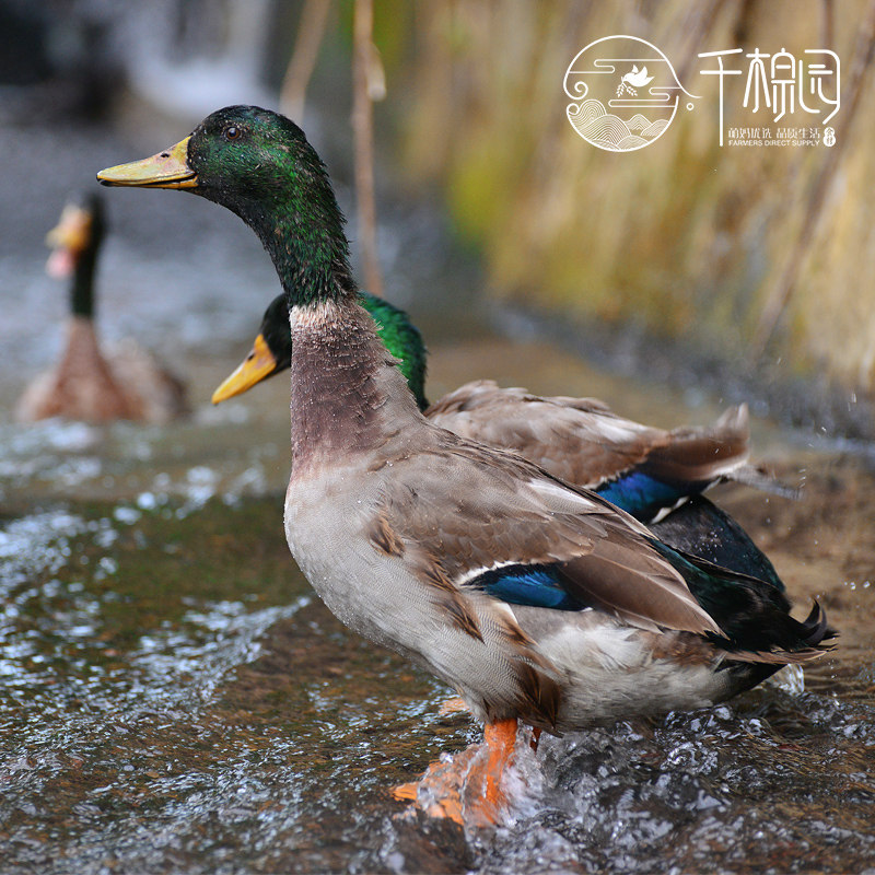 农家绿头鸭新鲜土鸭毛重25斤散养野鸭麻鸭鸭肉老鸭子可发活体