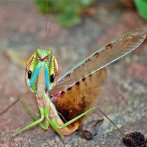 Griffin Mantis Griffon Mantis Living childrens gift Starter (Nymph) 5~6L Spot