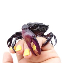 Purple Ground Crab Devil Crab Hand Crab Pet Crab Ornamental Crab Live Land Freshwater Crab Clean Crab Aquarium Pepper Crab
