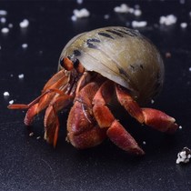 Strawberry Hermit Crab Mini Ornamental Crab Freshwater Climbing Live Crab Deep water Cold water Short-wristed pepper crab Hand crab