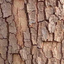 Reptile climbing pet Champagne wood bark Spider Scorpion Centipede Climbing landscape objects to avoid bark sinking wood fire Rose