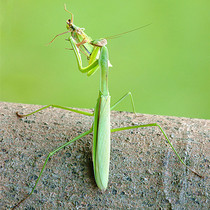 Chinese Big knife Mantis thorn flower African Magic Flower Orchid Ghost Broad Axe Live pet egg clip crawling pet insect Live