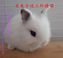 Xiamen pet rabbit Phoenix eye long hair Dodge rabbit Phoenix eye cat cat rabbit Angola physical store rabbit living