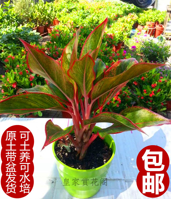 如意贵夫人彩叶粗勒草万年红室内桌面懒人吸水绿植花盆栽净化包邮图片