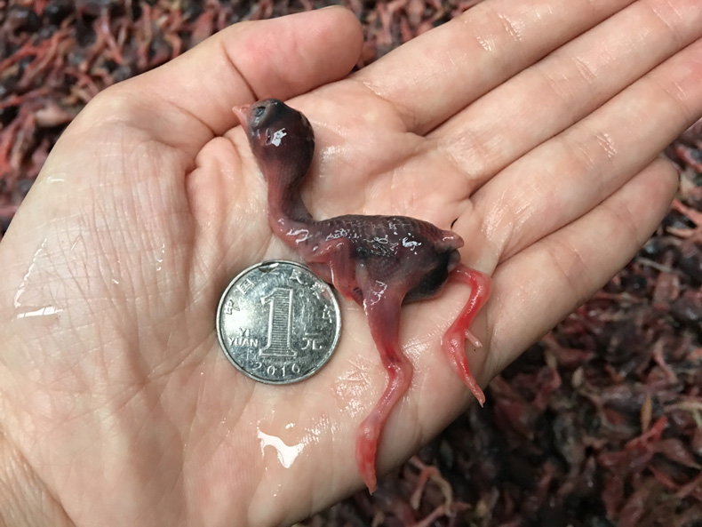 新鲜小鹌鹑肉 乳鹌鹑嫩 鹌鹑幼仔雏现杀 速冻肉类宠物_7折现价39.99元