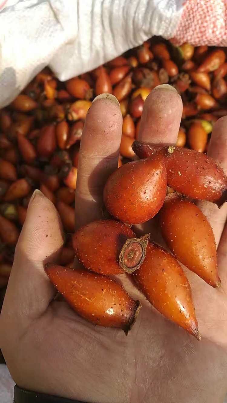 2019干野生新鲜金樱子刺梨子 金英子金樱果可泡药酒 500克