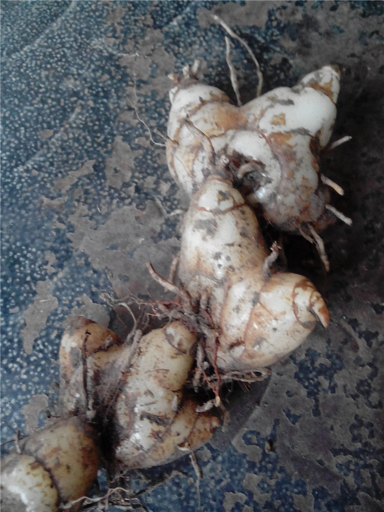 新鲜 野生白芨紫花三叉白芨中药材白及白鸡儿白芨种苗白芨个10斤