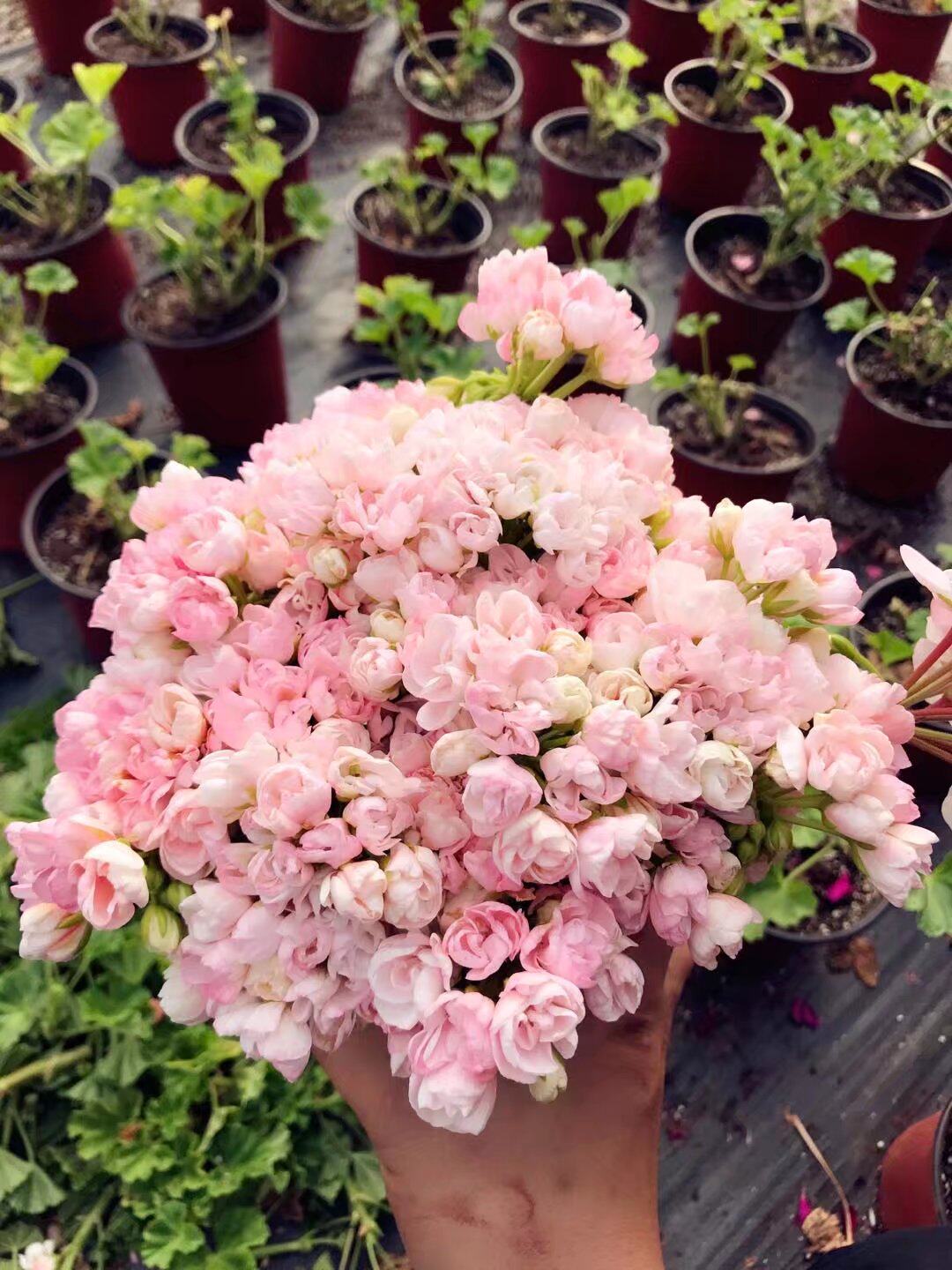 波兰天竺葵 粉重瓣潘多拉 粉郁金香天竺葵pelargonier emma成株