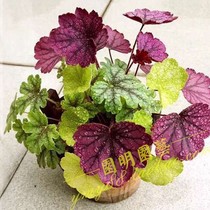 (Small seedlings)Alum root potted flower seedling leaf-viewing plant multicolor perennial color leaf grass flower plant 128 holes