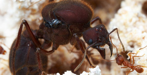 阿塔切叶蚁attasexdens宠物蚂蚁活体