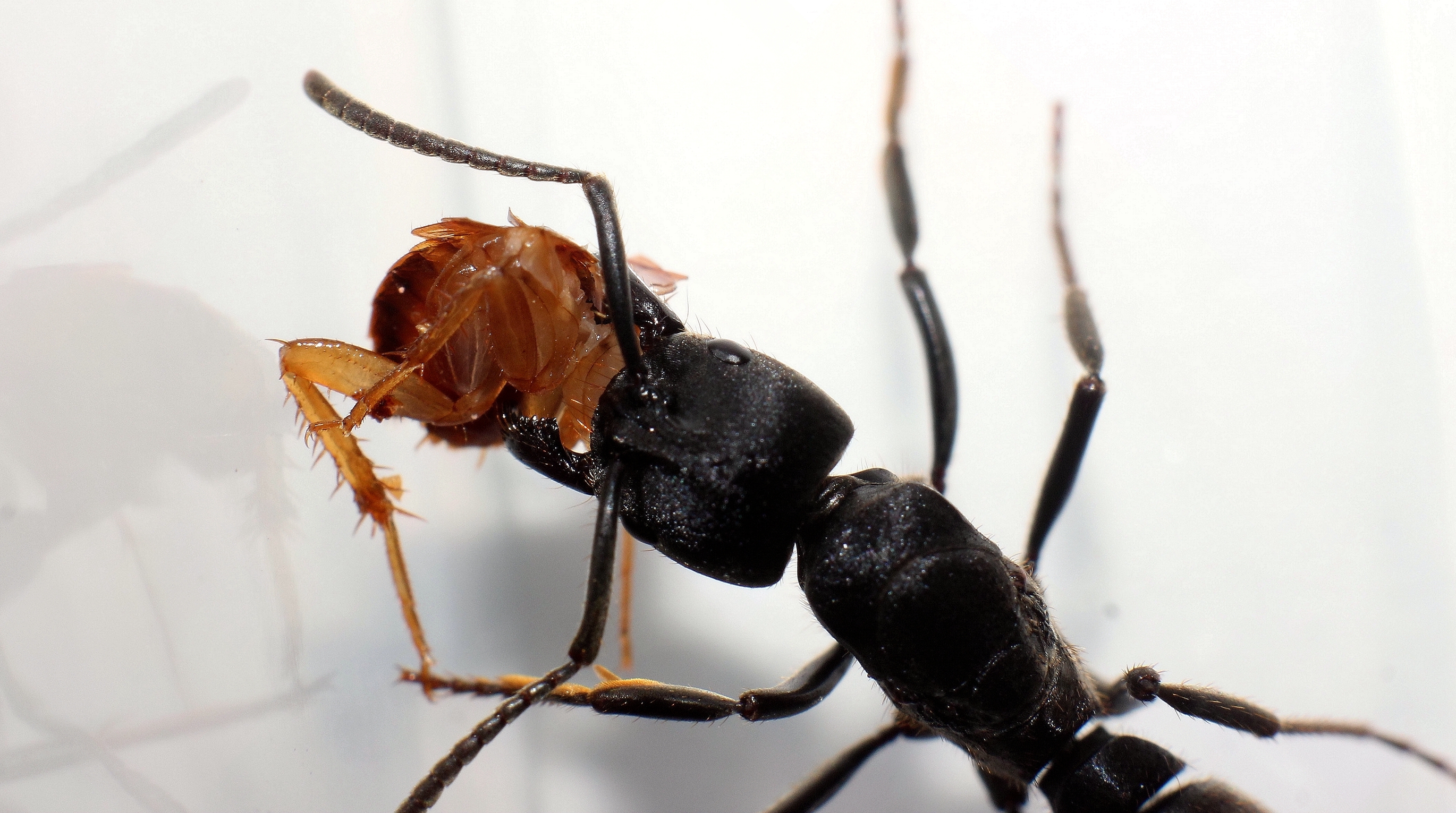 梨纹厚结猛蚁pachycondyia striata