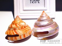 Red Weng Rongsnail Natural Shell Conch Rare Specimen Snail Aquarium Fish Tank Landscape Collection Gift