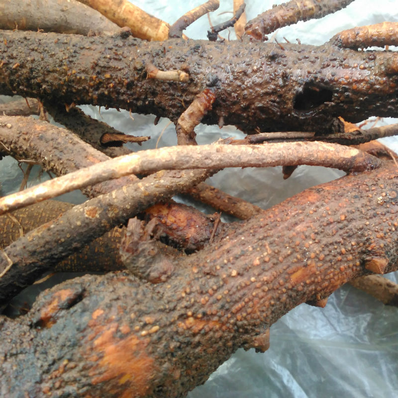 鲜品的苎麻根用来止血和安胎都很好,一般很多安胎的