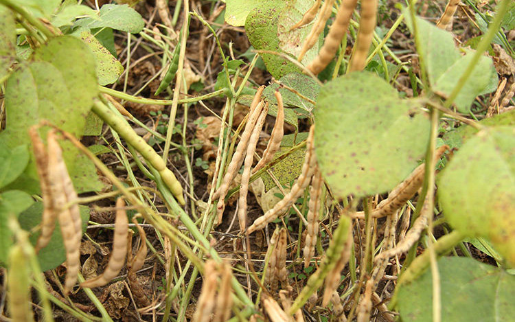 农家自产红小豆搭配红豆薏米百合免邮 大红豆杂粮小红豆250g