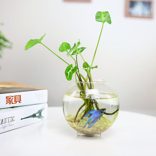 Creative home water culture glass vase transparent flower table decoration indoor gardening office table decoration Creative home water culture glass vase transparent flower table decoration indoor gardening office table decoration